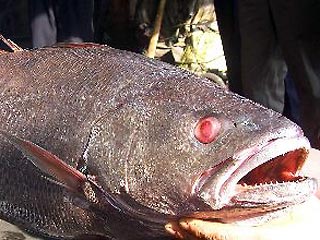 Рыбаки продали гигантскую пойманную рыбу за $2.5 тысячи и думали, что "сорвали банк"