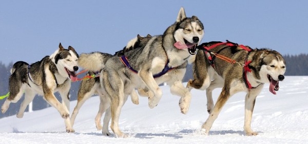 В Новосибирске пройдут соревнования по бесснежным видам ездового спорта "Навстречу снегу 2014"