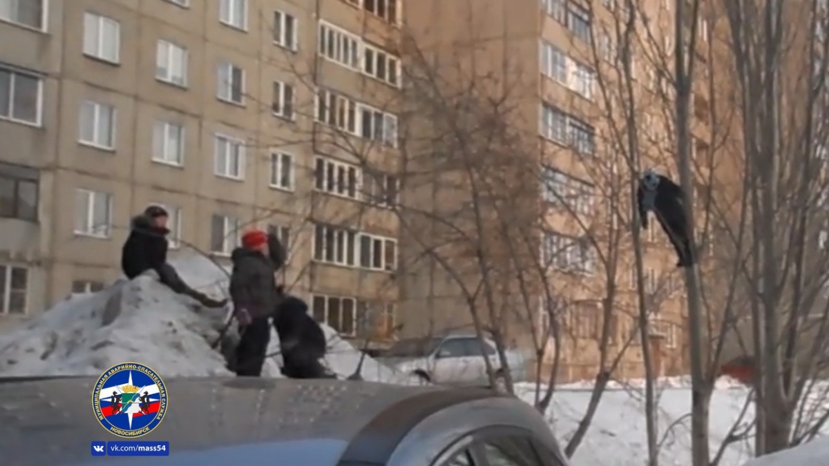 10-летнего мальчика бездомные собаки загнали на дерево‍ в Новосибирске