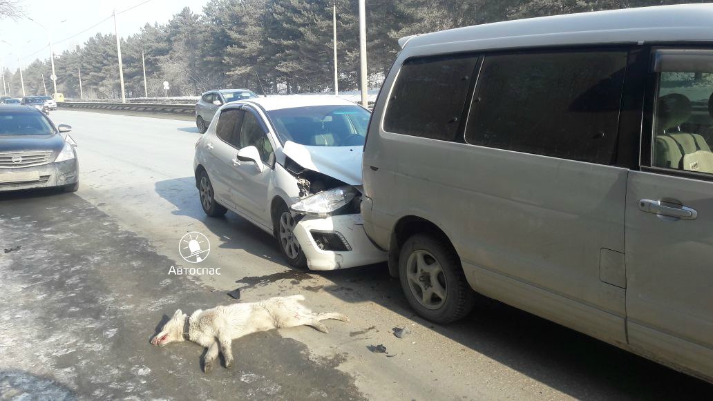 Спровоцировавшая ДТП собака погибла на Бердском шоссе