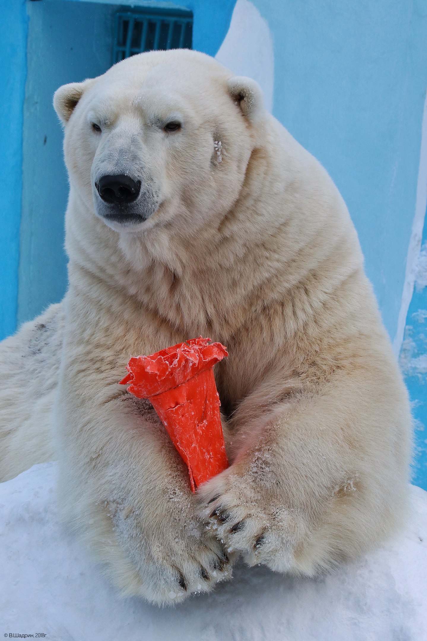 В зоопарке Новосибирска отметят «Международный день полярного медведя»