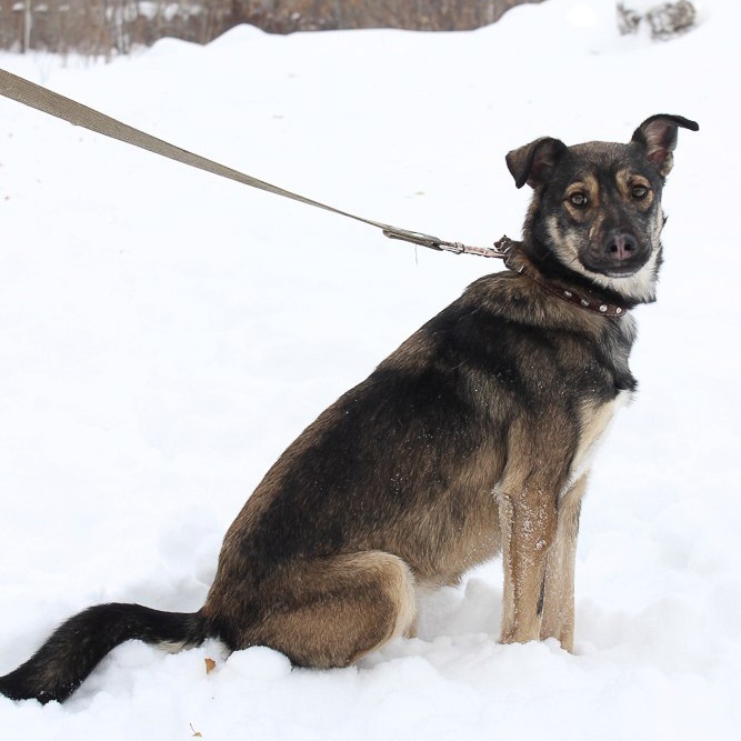 Из первого пёсокафе в Новосибирске пропала собака по кличке «Джесси»