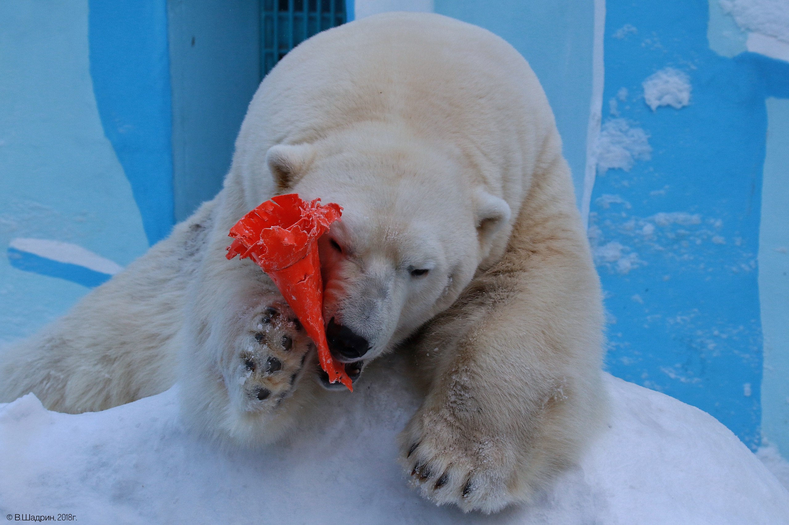 В зоопарке Новосибирска отметят «Международный день полярного медведя»