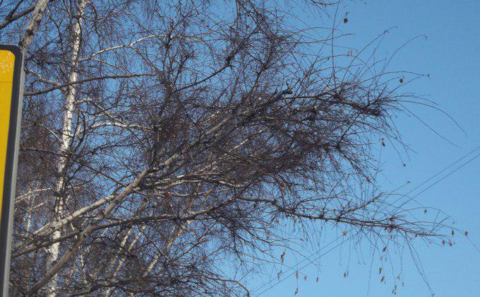 Деревья в Новосибирске покрылись «ведьмиными метлами»