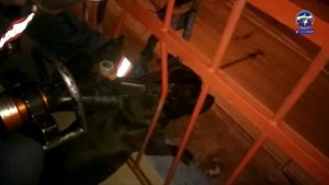 Застрявшего на балконе пса спасли новосибирские спасатели