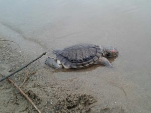 Мёртвую экзотическую черепаху нашли на берегу Оби в Новосибирске‍