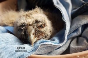Волонтёры из Новосибирска нашли приёмную маму для ушастого совёнка‍ Фили
