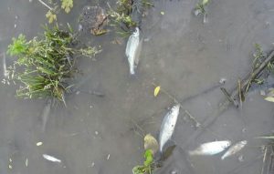Рыба массово погибла в реке Тула в районе облбольницы в Новосибирске