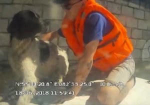 На помощь тонущей собаке пришли новосибирские спасатели "МАСС"
