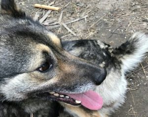 Волонтёры Новосибирска спасли пса без задних лап от голодной смерти