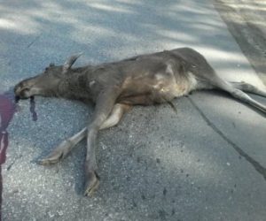 ДТП на трассе под Бердском: грузовик насмерть сбил молодого лося