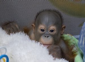 Малышу-орангутану в Новосибирском зоопарке заменяет маму мягкая игрушка