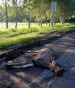 ДТП под Бердском: грузовик сбил насмерть взрослого лося
