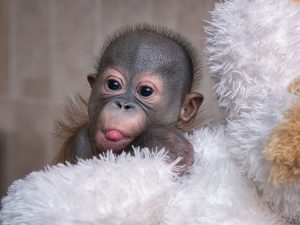 Новосибирский зоопарк: маленькому орангутану сделали операцию из-за ЧМТ