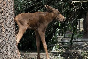 В новосибирском зоопарке сфотографировали новорожденного лосенка