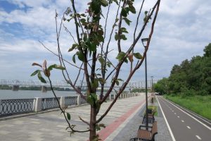 Немецкие яблони «Рудольф» не прижились на набережной Новосибирска