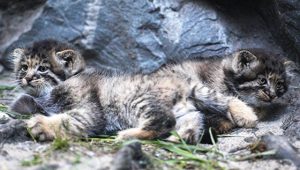 Домашняя кошка усыновила трех котят манула в Новосибирском зоопарке