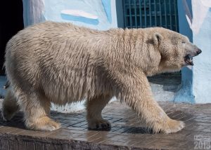 Медведица Герда в новосибирском зоопарке резко набрала вес
