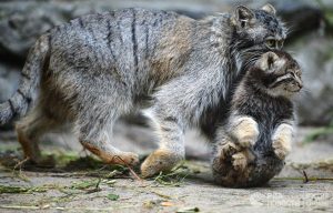 Домашняя кошка усыновила трех котят манула в Новосибирском зоопарке
