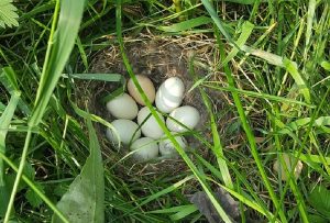 Строитель из Новосибирска нашел гнездо с яйцами и выходил птенцов