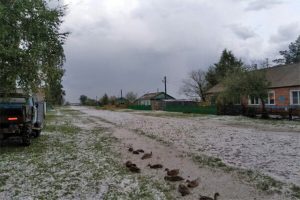 Град с куриное яйцо повредил дома и урожай в Новосибирской области
