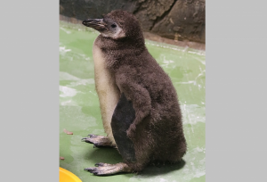 Пингвины-жадины из Новосибирском зоопарке отказались кормить пингвиненка