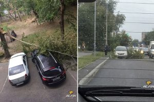Ураган сломал несколько деревьев в Новосибирске