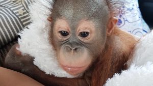 Детёныш борнейского орангутана Матику переехал в Московский зоопарк