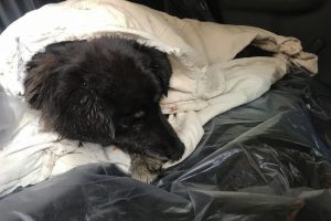 Жительница Новосибирска спасла раненую собаку
