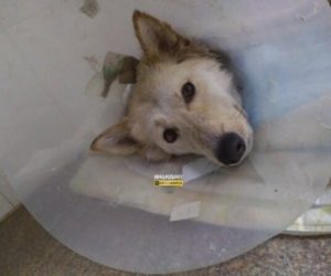 Живодер-новосибирец расстрелял дробью собаку на Затулинке‍