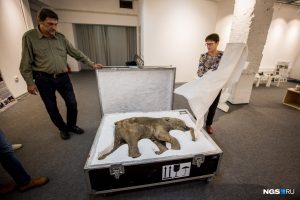 В Новосибирск привезли с Ямала мумию мамонтёнка Любы‍