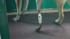 Ветеринары Новосибирска сделали протез одноногой собаке