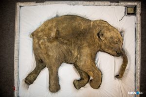 В Новосибирск привезли с Ямала мумию мамонтёнка Любы‍