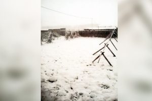 Юг Новосибирской области засыпало крупными хлопьями снега