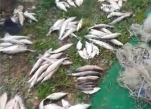 Браконьер на Новосибирском водохранилище сетью выловил 400 рыб
