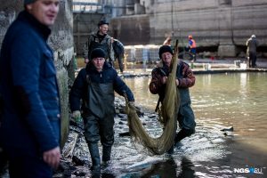 Новосибирцы спасли несколько тонн рыбы на шлюзе‍
