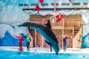 Новосибирский дельфинарий начал проводить новогодние корпоративы