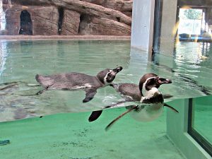Пять пингвинов Гумбольдта приехали в Новосибирский зоопарк
