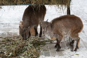 Гималайский тар впервые приехал в Новосибирский зоопарк