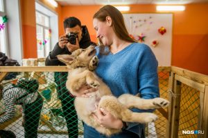 8 щенков с тяжелой судьбой нашли хозяев в Новосибирске