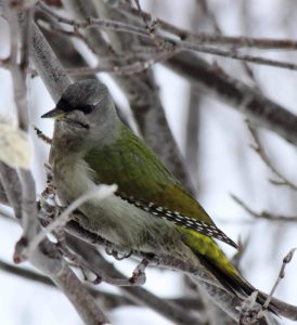 В Новосибирской области заметили редкую зелёную птицу