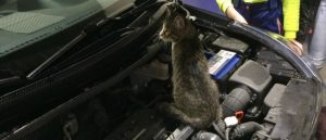 Под капотом иномарки в Искитиме нашли молодого домашнего кота