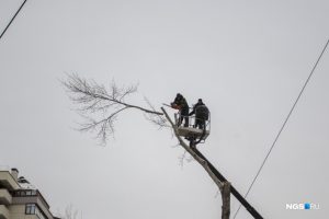 Новосибирск: в сквере за оперным театром спилили старые деревья