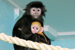 Рыжий малыш родился у чёрных обезьян в Новосибирском зоопарке