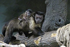 Рыжий малыш родился у чёрных обезьян в Новосибирском зоопарке