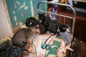 Жительница Новосибирска развела в квартире почти 40 кошек и уехала
