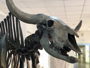 В Музее природы новосибирцы выбирают имя для первобытного бизона
