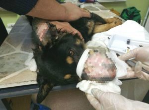 В Черепанове нашли собаку со скальпированными ранами
