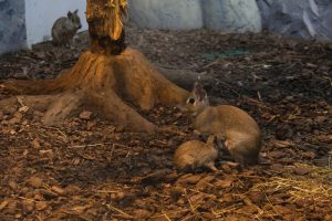 Чакоанские мары родили трех малышей в Новосибирском зоопарке
