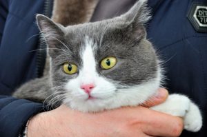«День хвоста»: новосибирцы разобрали 15 бездомных кошек